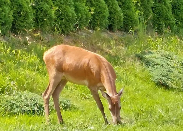 Domek Pod Holica 2 Bieszczady